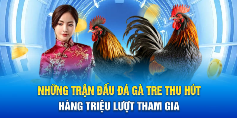 Những trận đấu đá gà tre tại sảnh Odin Gamecock thu hút hàng triệu lượt tham gia