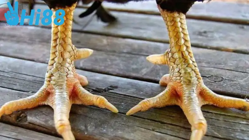 Các loại Gà Vảy Liên Giáp thường gặp hiện nay 