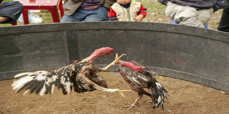 Tìm hiểu khái quát về trận đấu vảy gà chọi thần kê