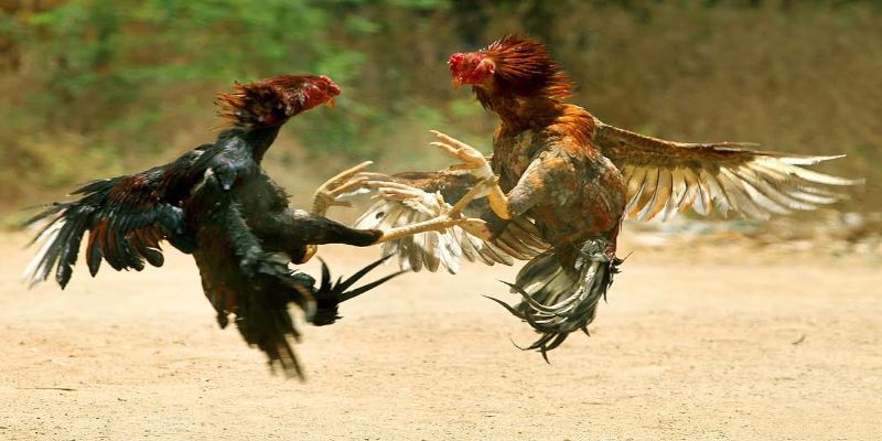 Hướng dẫn tham gia sảnh đá gà ufc tại Hi88 nhanh chóng 