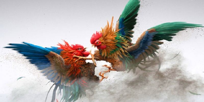 Video trận đá gà có chất lượng full HD 